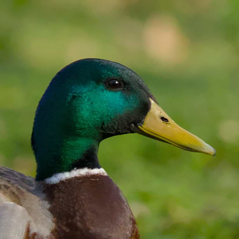 Fabien SAILLIET avatar