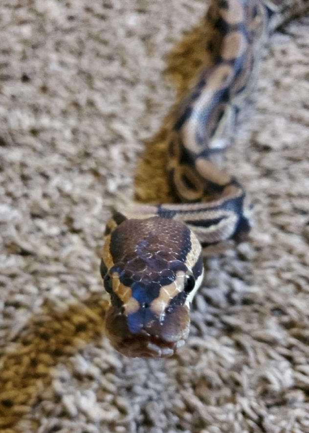 Grandma_And_Grandpa avatar