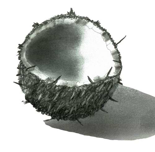 Botanical lIlustration Martina Ledermann avatar