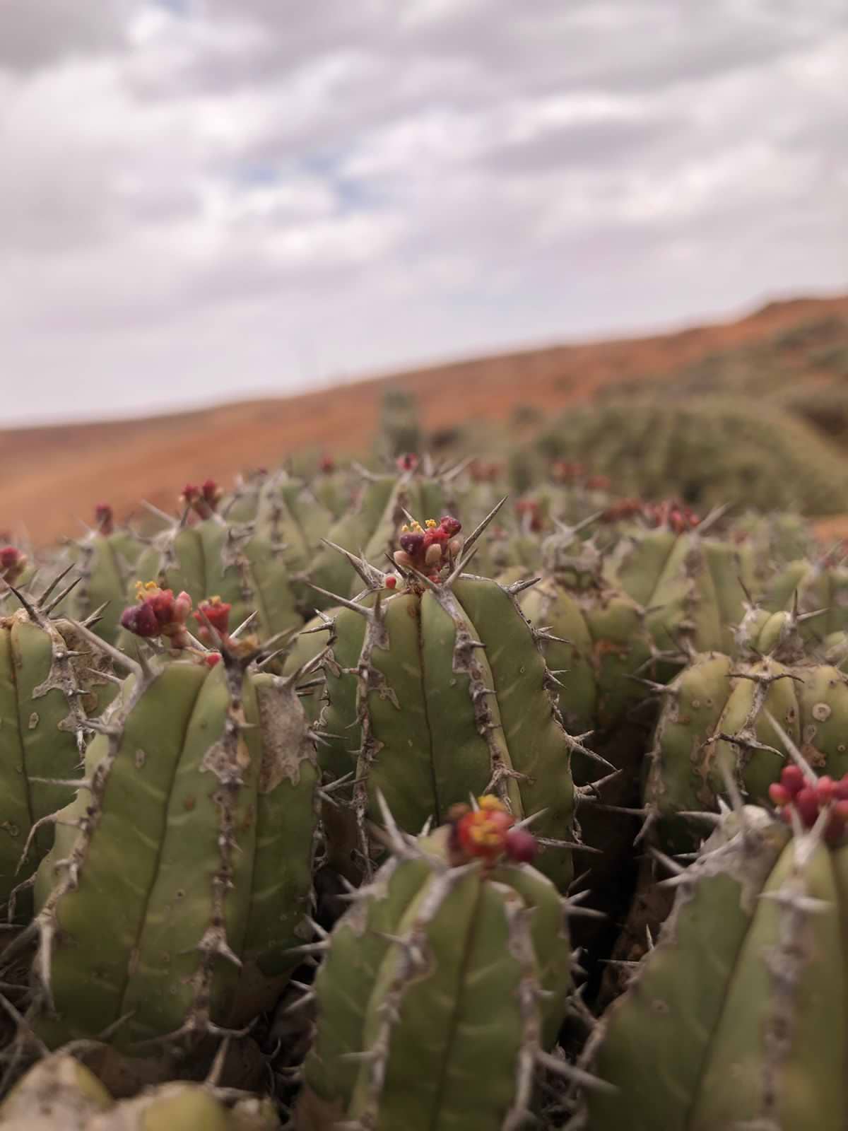 brahim artist avatar