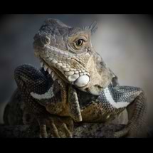 Next Step Photography avatar