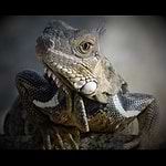 Next Step Photography