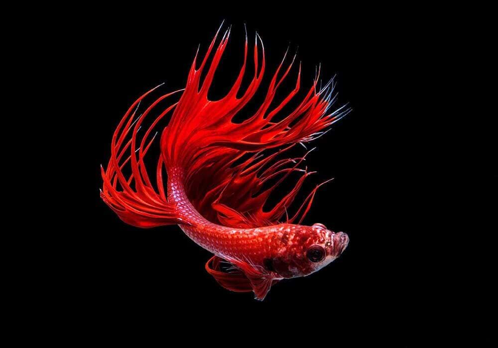 vernascell art avatar