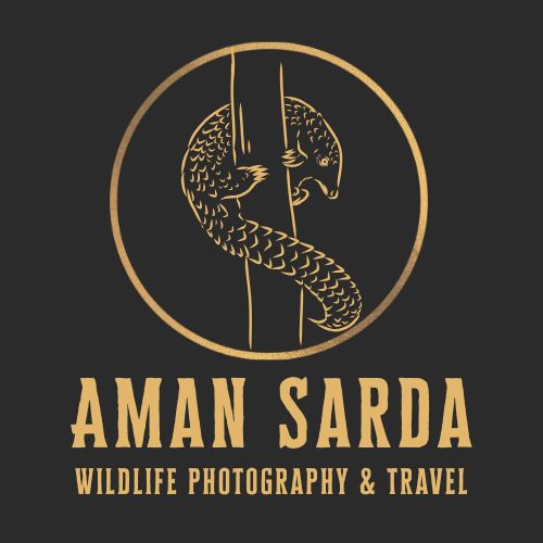 Aman Sarda avatar