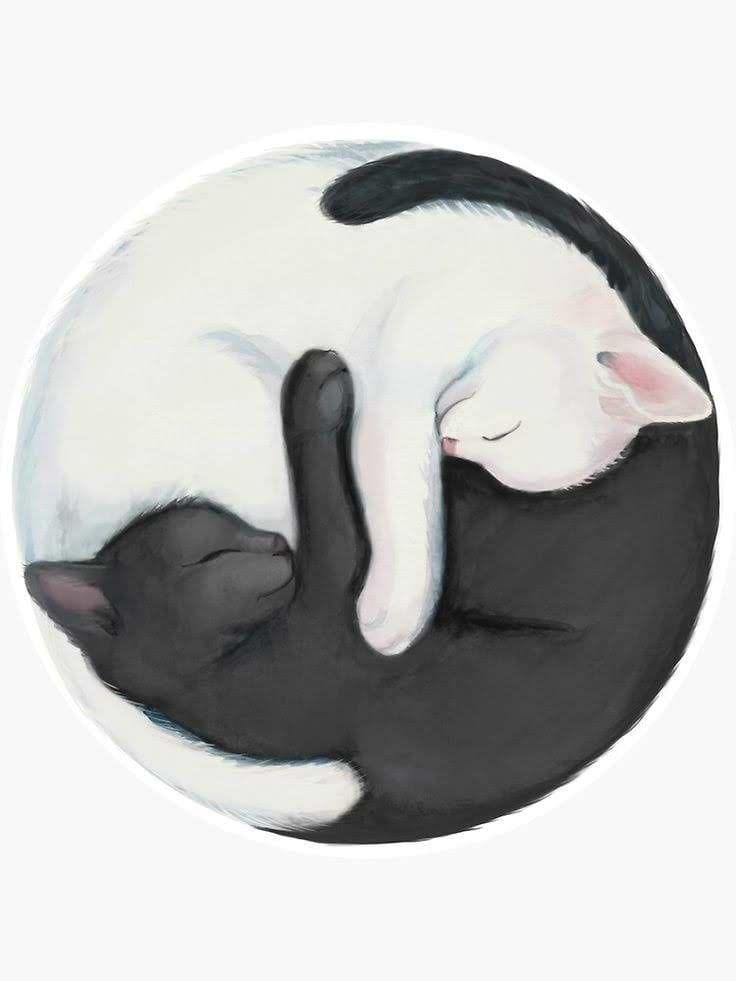 ourmeowworld avatar