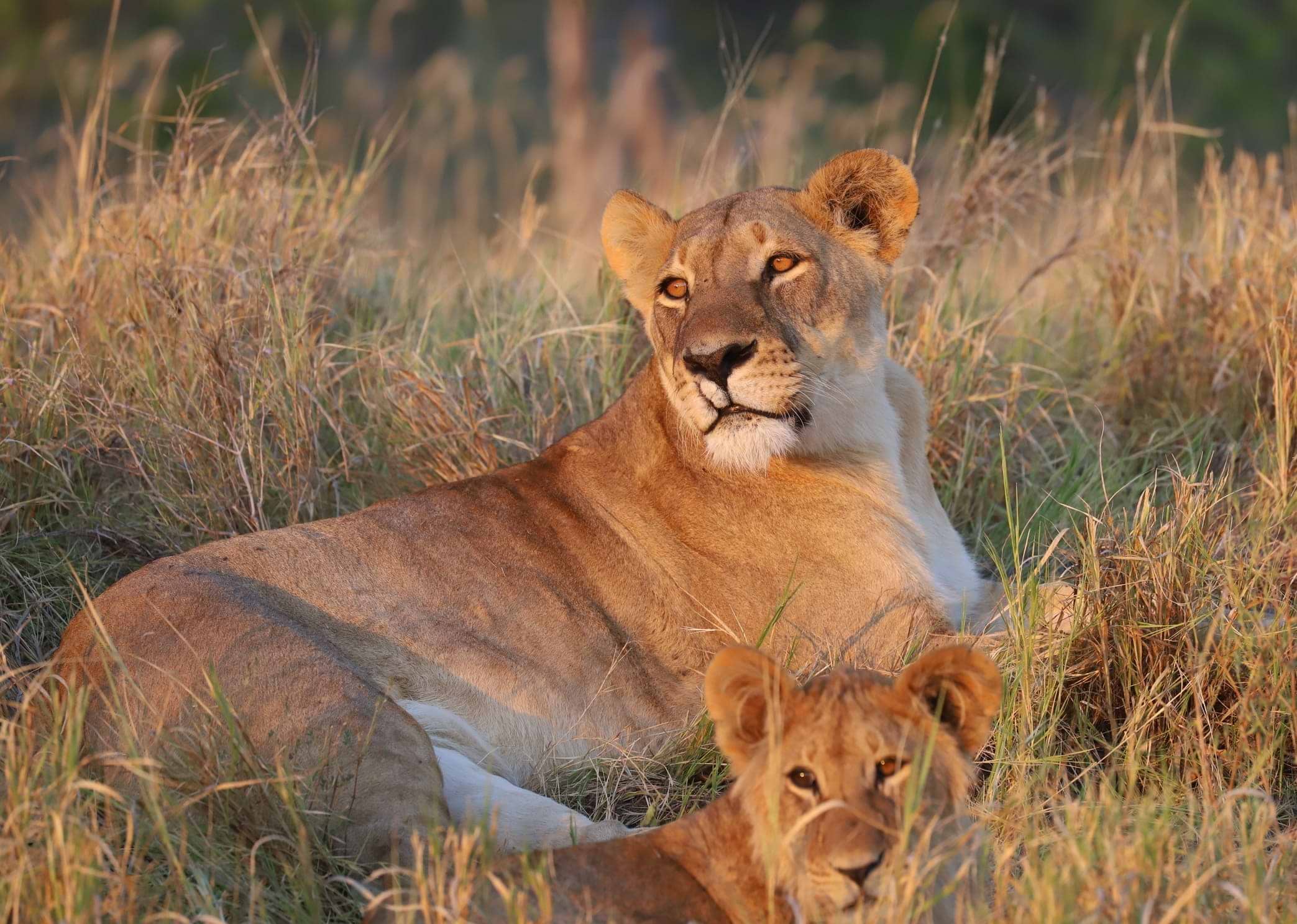 Singlesolotraveler avatar