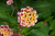 ABWildFocus