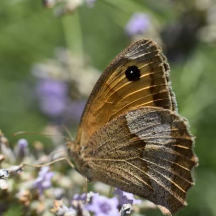 Antoine Chapperon avatar