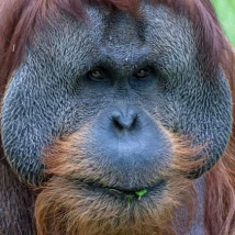 Mega2610lodon avatar