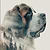 Polarset
