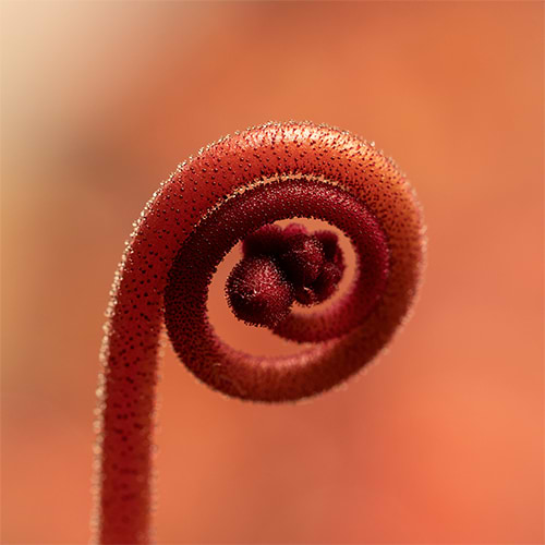 Alexandre Fulgoni avatar