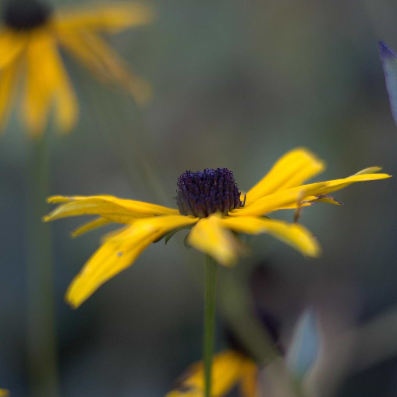 Linda Lehmann avatar