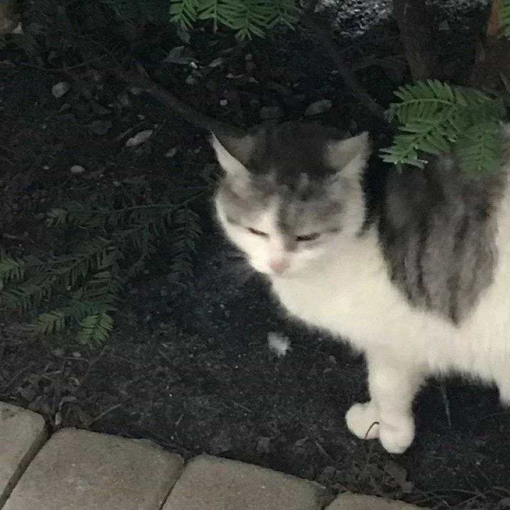 endrabstrd ART avatar