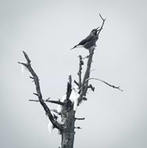 MountainPhotographer avatar