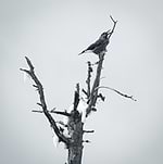 MountainPhotographer