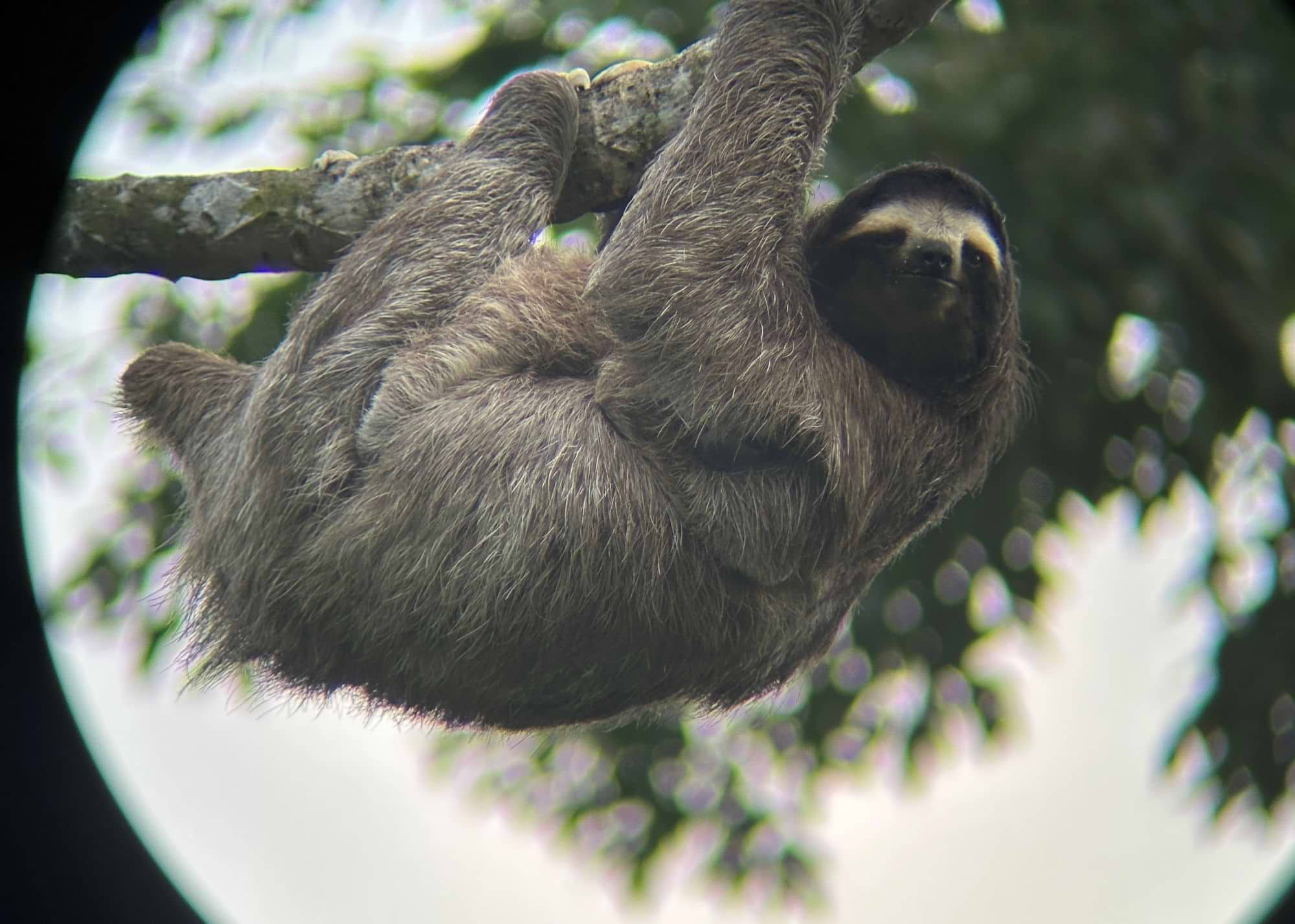 sb63534f98447c7 Briscoe avatar