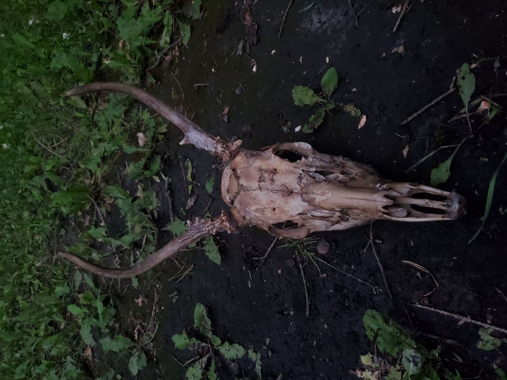 GriffonSkittles avatar