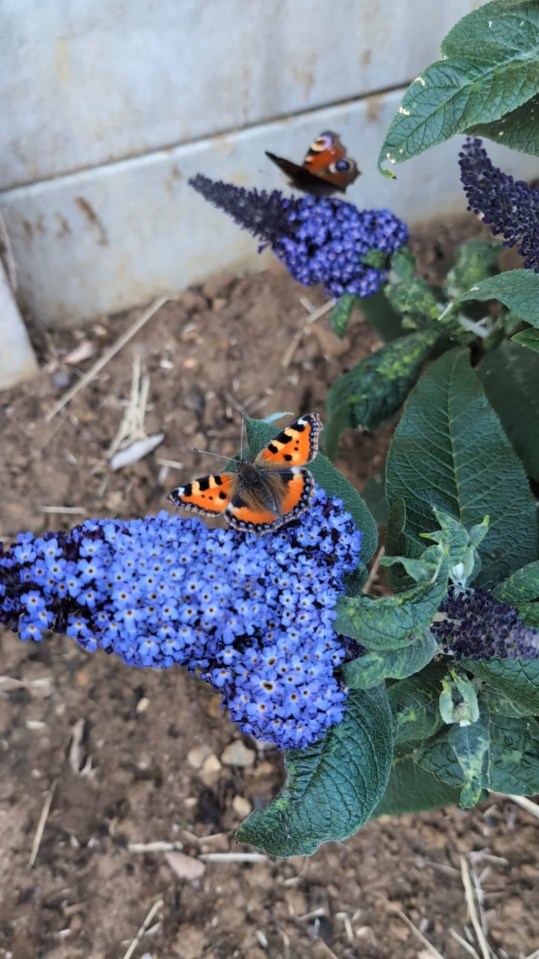 JazzyShieldsart avatar