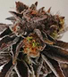 WeedFarmProduction