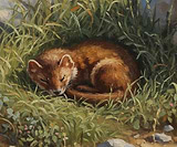 SleepyMountainWeasel