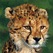 Metal Cheetah