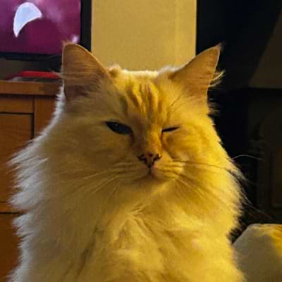 Hamilton The Cat avatar