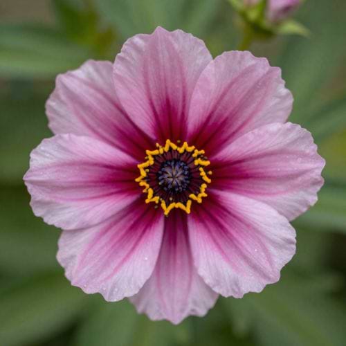 Creativity Art avatar