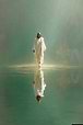 Miracle Eve