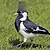 Pale_Dome_Peewee