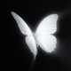 Angel_