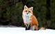 Fyro-Foxy