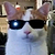 Just A Cat