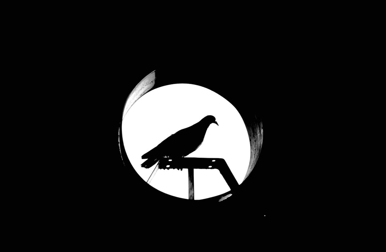 artist cover