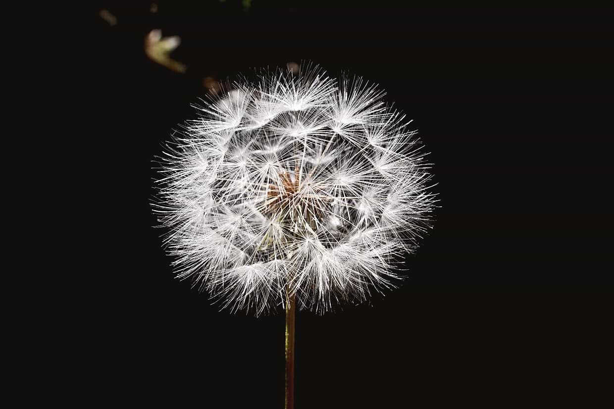 artist cover