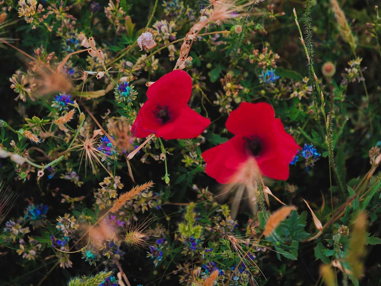 artist cover