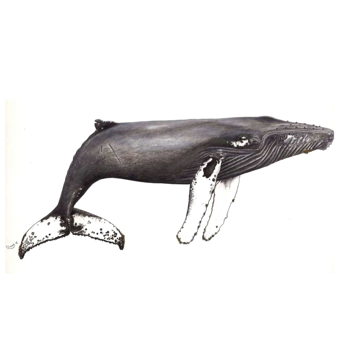 artist cover