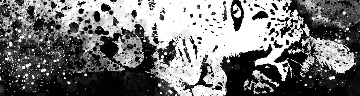 artist cover