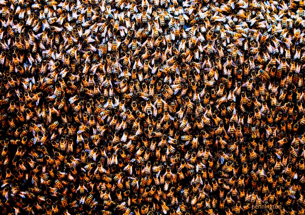 artist cover