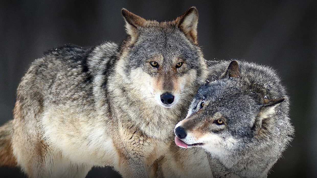 artist cover