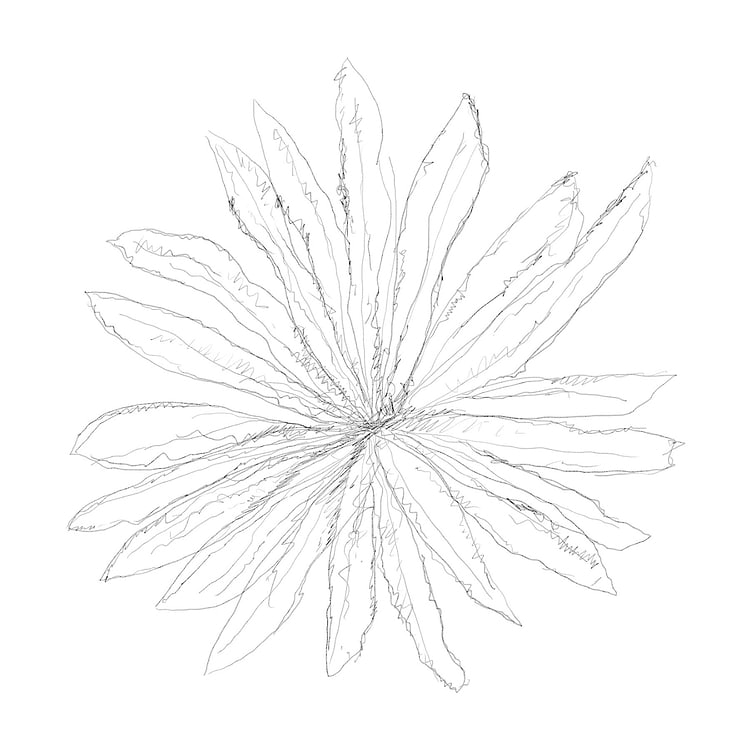 artist cover