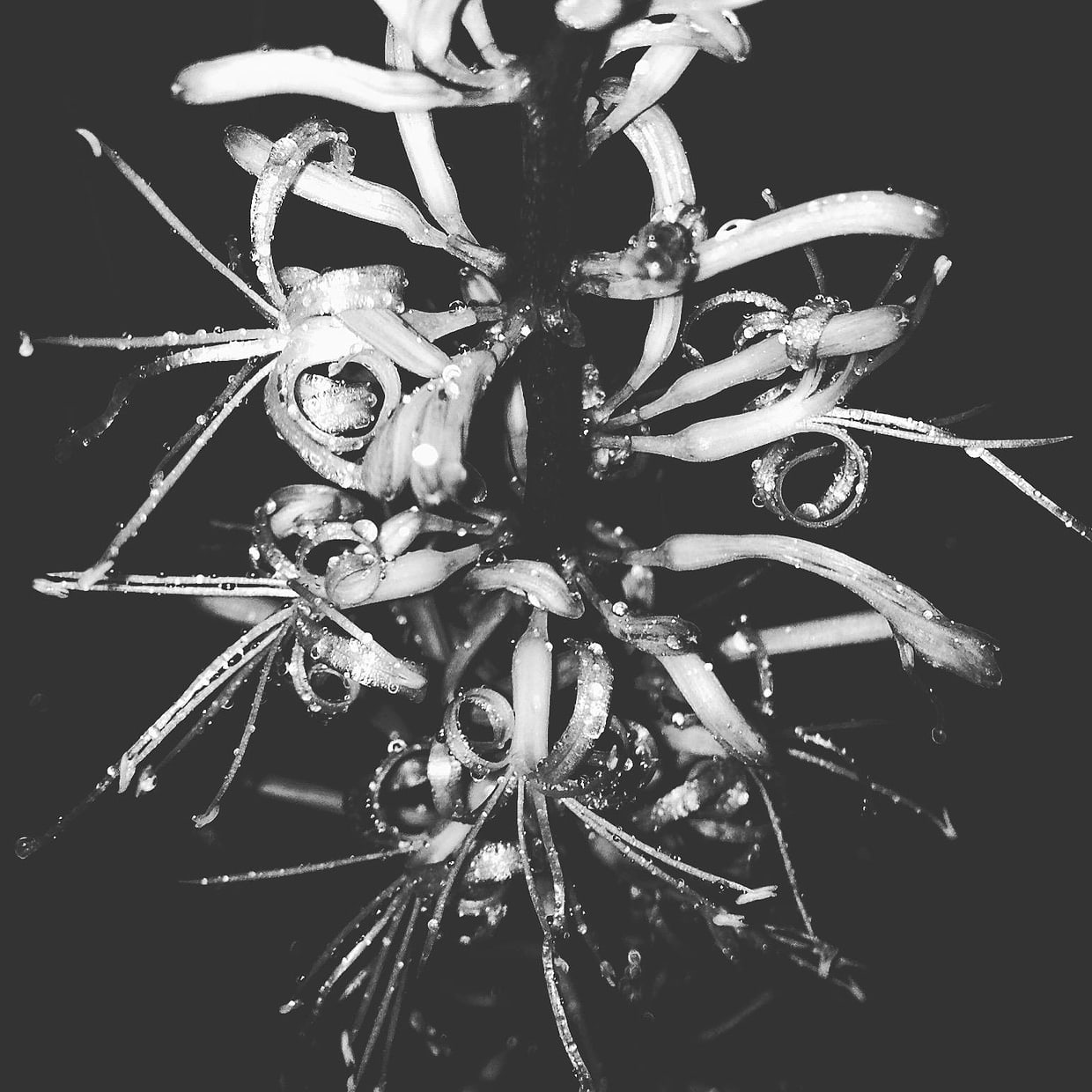 artist cover