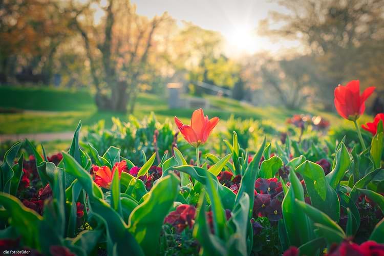 artist cover