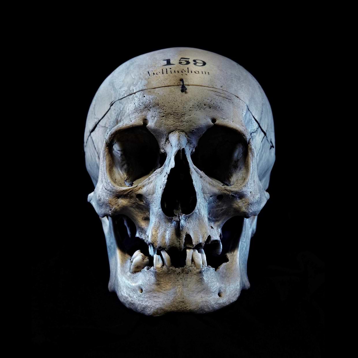 artist cover