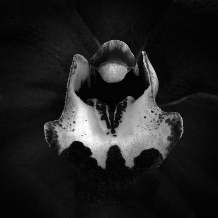 artist cover
