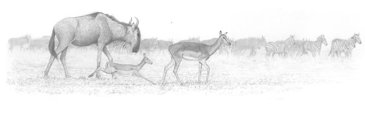 artist cover