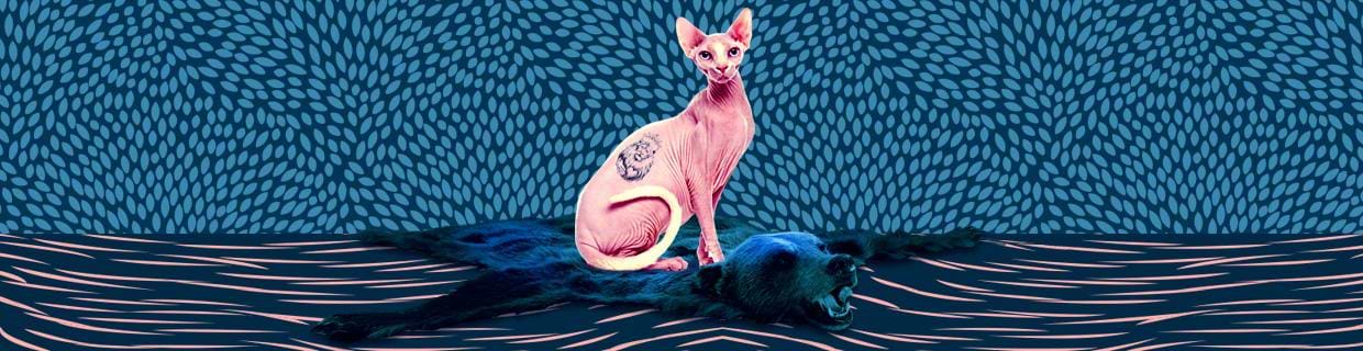 artist cover