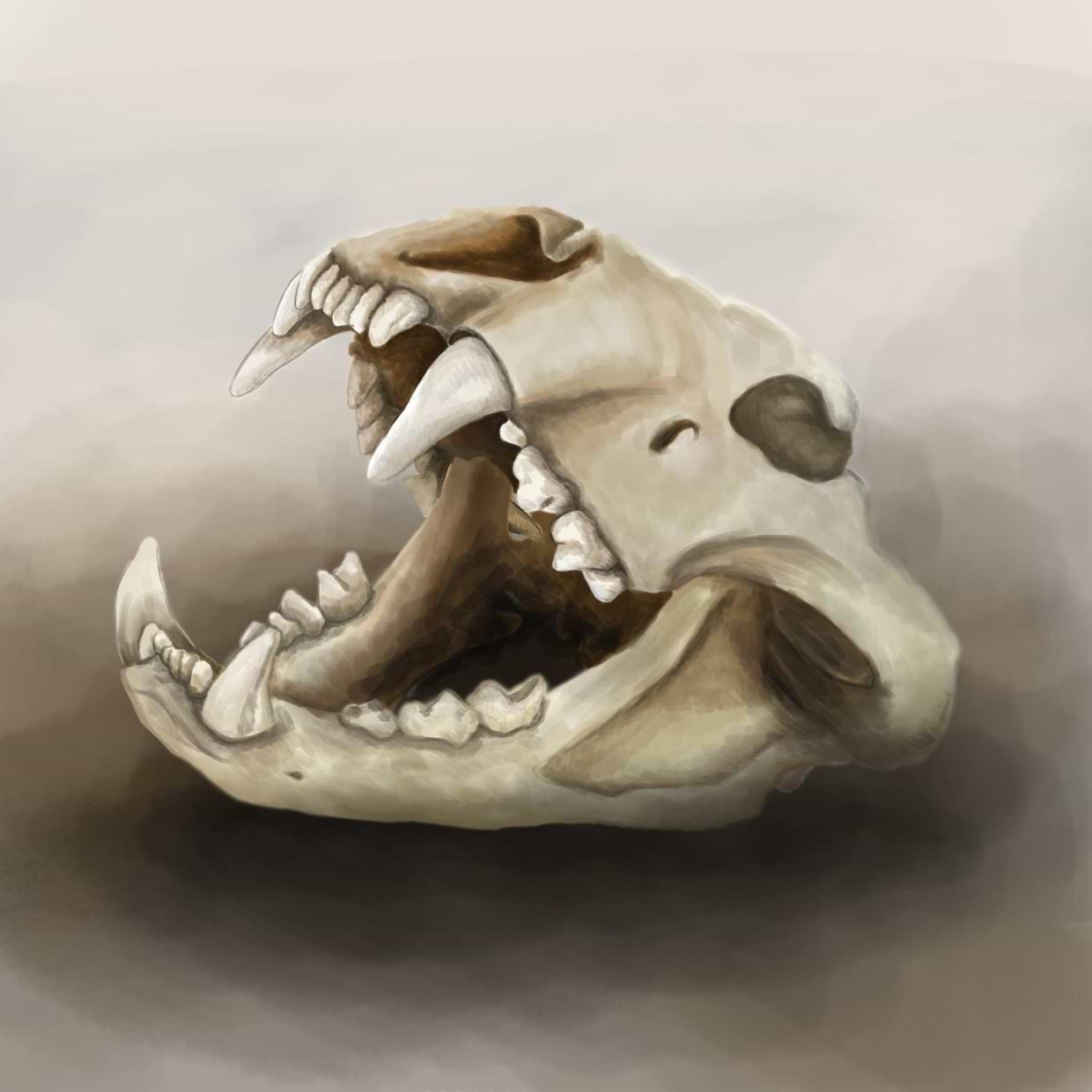 artist cover