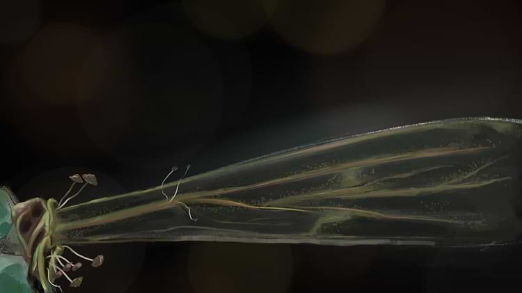 artist cover