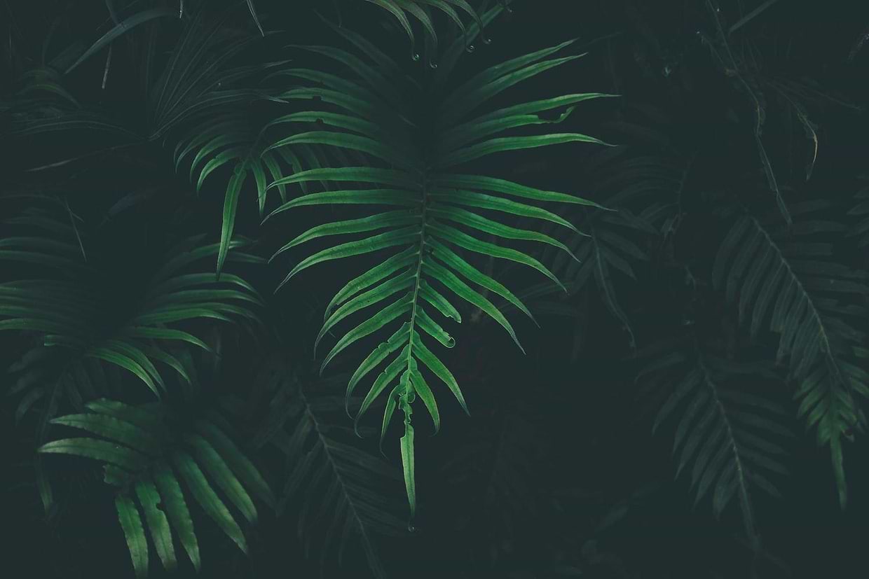 artist cover