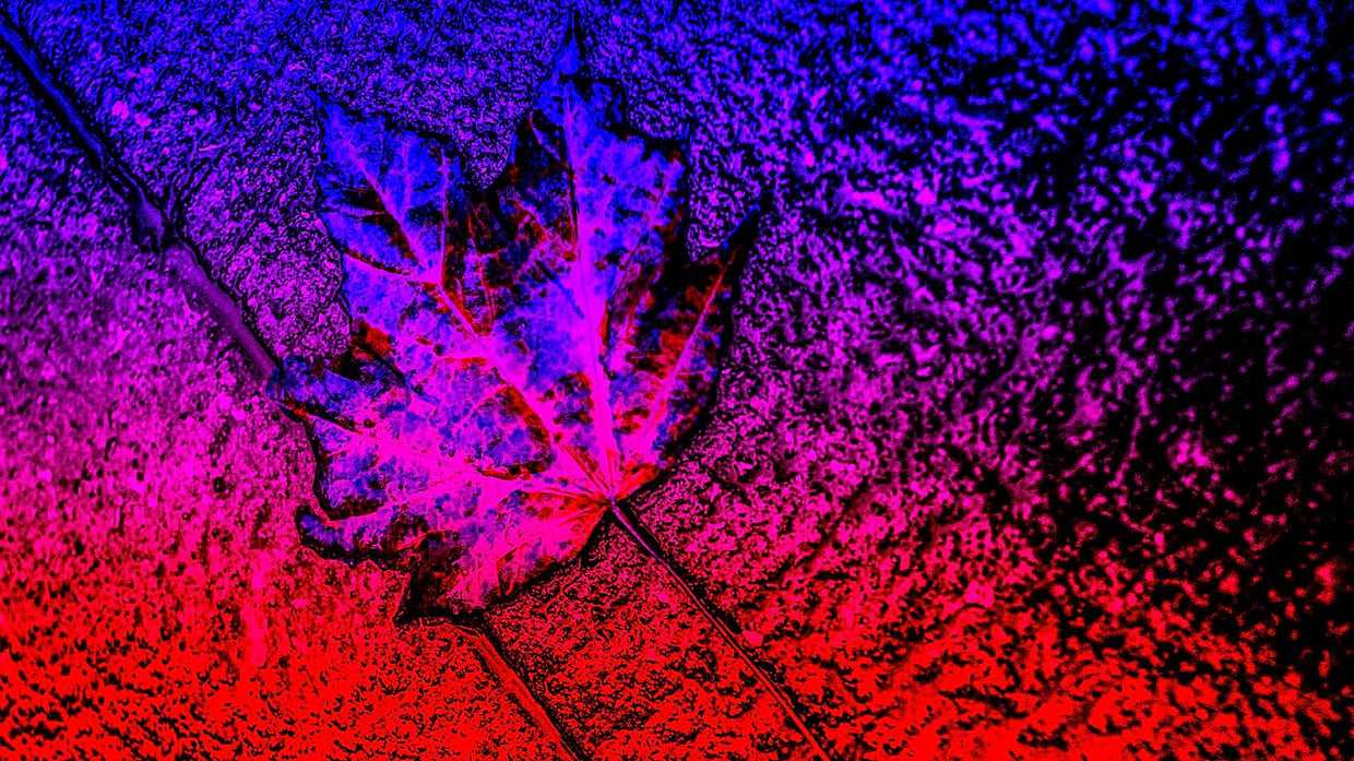 artist cover